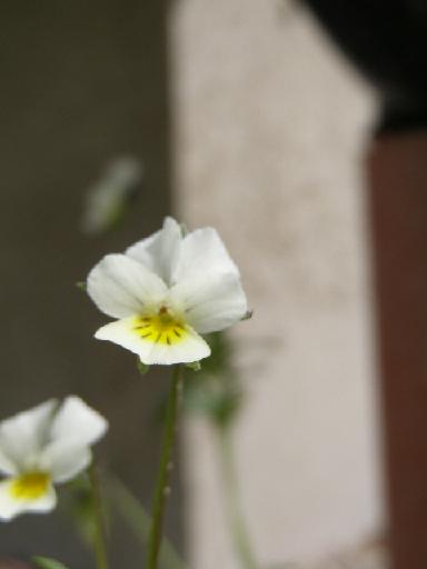 16 P5210302 